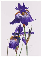 Iris 15''x11'' Watercolour   www.Naomi-White.co.uk