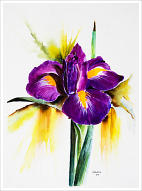 Iris Study Watercolour 15 x 11 (1)