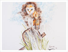 ''Owl Sketch'' Watercolour inks 12'' x 15''